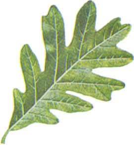 white-oak-leaf